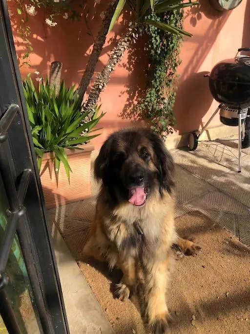 פירנצה Green Escape Guesthouse With Pool In Villa 0*,  איטליה